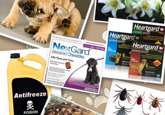 NexGard and Heartgard - vet recommendations