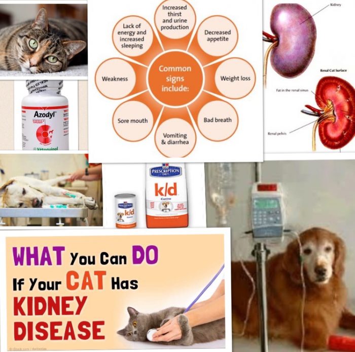 New Blood Test to Diagnose Kidney Disease Up To 2 Years Earlier In Our