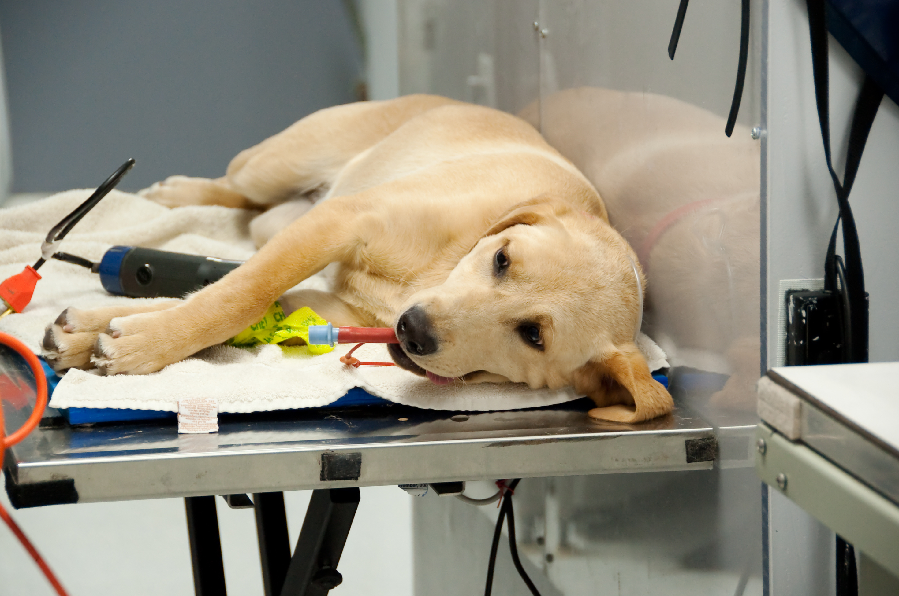 Собака перед операцией. Лабрадор в ветеринарной клинике. Собака на операционном столе.