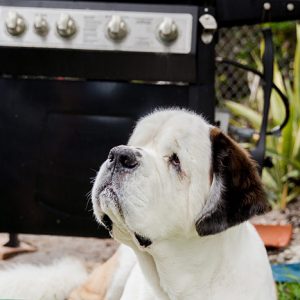 foods toxic to dogs and cats