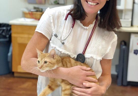 national take your cat to the vet day