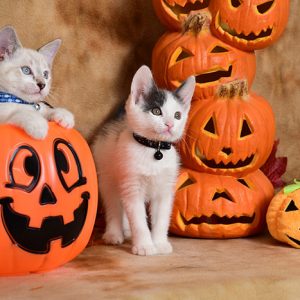 safety for cats and dogs at halloween