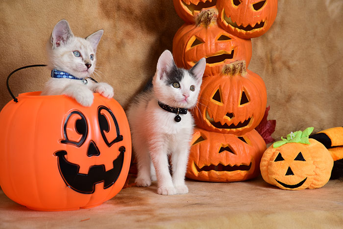 safety for cats and dogs at halloween