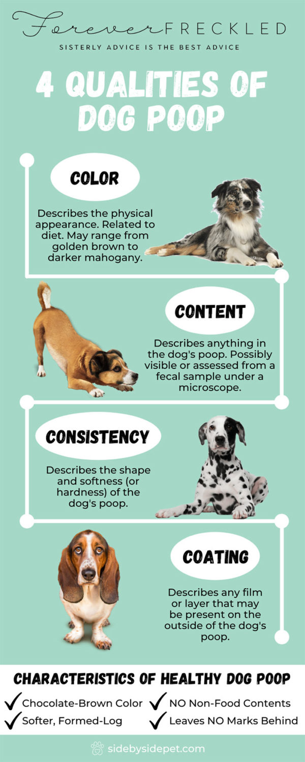 When your vet assesses your pet’s poop, they evaluate four general ...