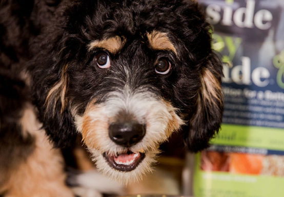 best ingredients for dog food whole food nutrition