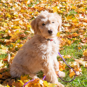 goldendoodle health issues and traits