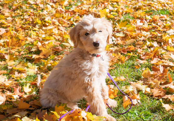 goldendoodle health issues and traits