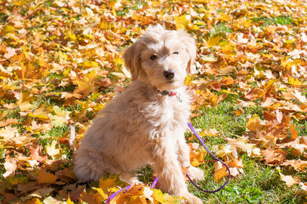 Goldendoodle Health Issues And Prevention Oodle Life