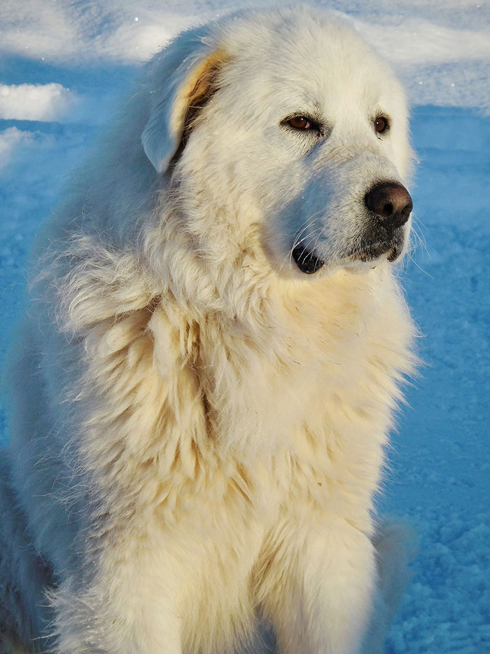 great pyrenees health problems and issues
