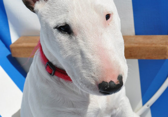 Bull terrier health issues exposed