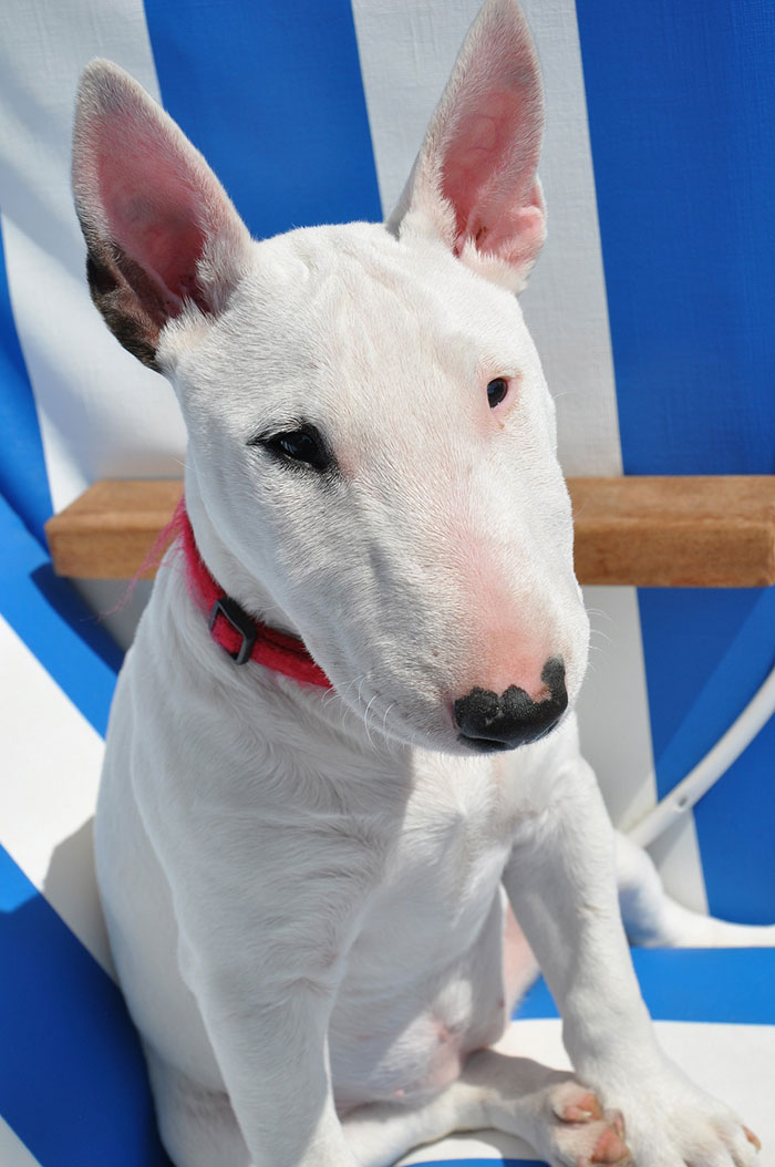 Bull terrier health issues exposed